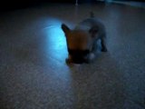 chihuahua 1 mois ! (2)