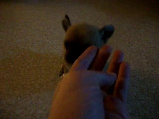 chihuahua 1 mois ! (3)