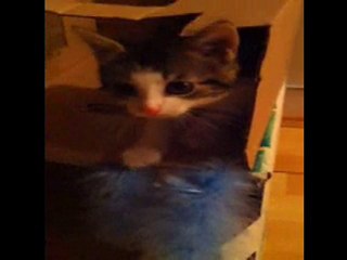 Clochette et ses jouets