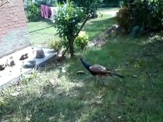 A la place d'un nain de jardin...