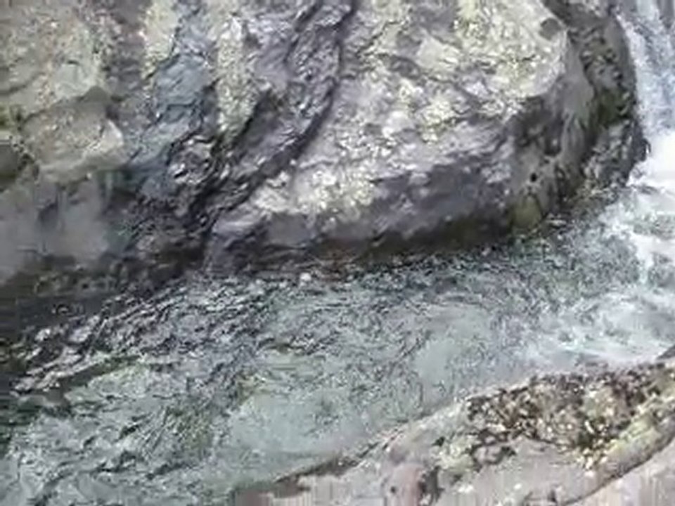 Canyon ardèche: ambiance pré buisson vert