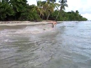 Table du diable Martinique
