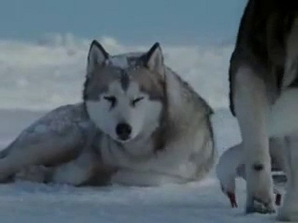 SİBİRYA KURTTUNUN EŞINE OLAN SEVGISI!
