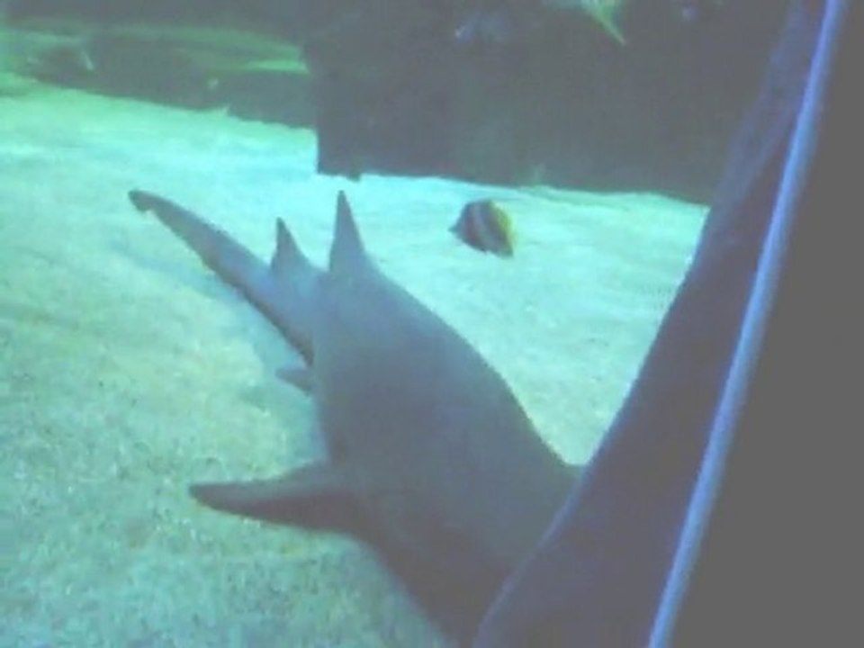 Théo et le requin