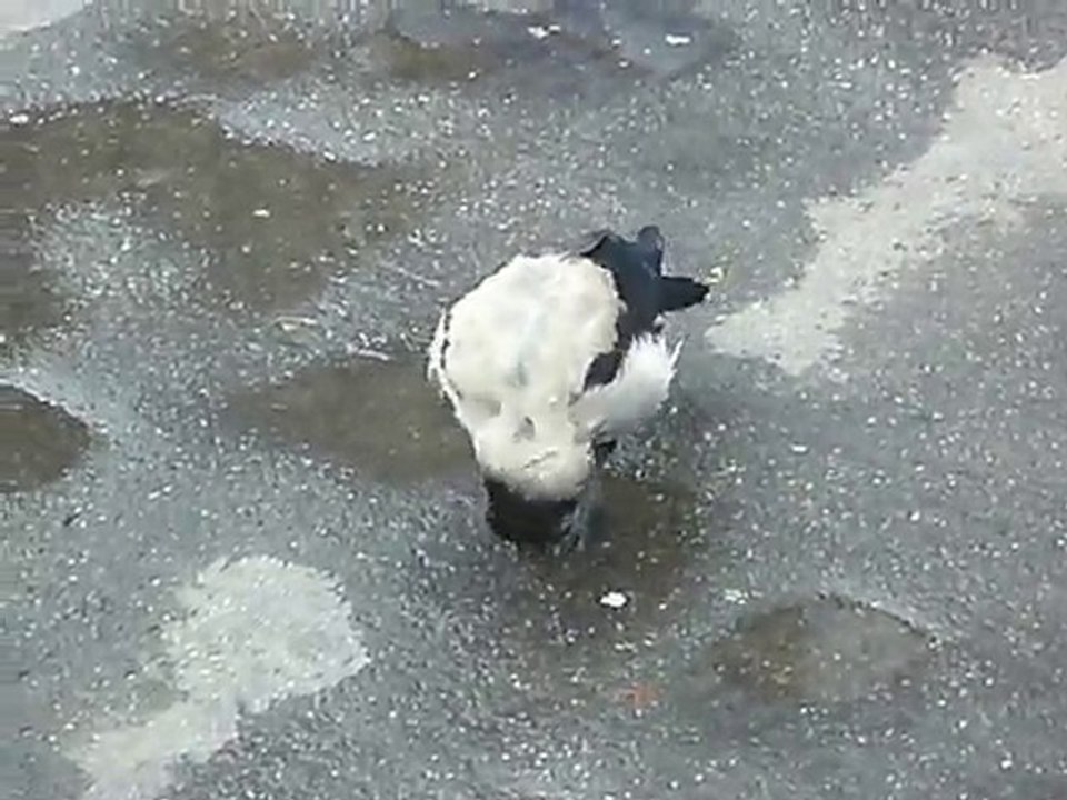 crow