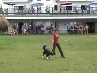 Camping des berges du lac, représentation de freestyle canin