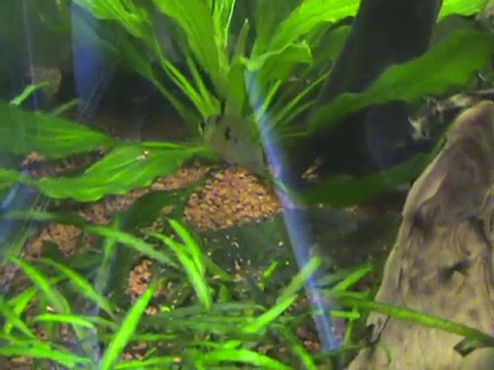 ponte scalaire et altispinosa