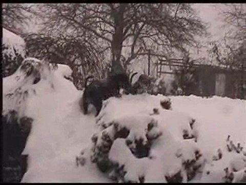 Staffordshire Bull Terriers