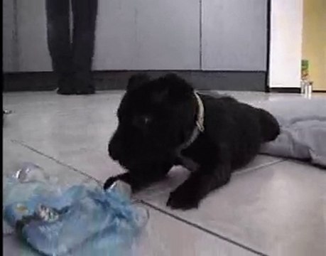 Staffordshire Bull Terrier Pup With An Bottle