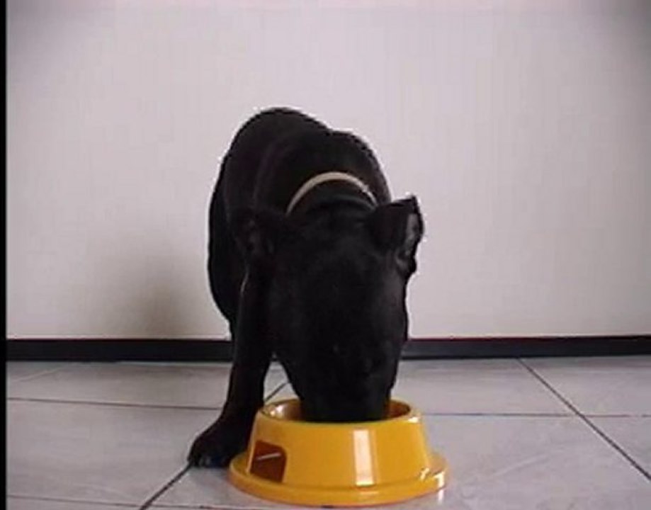 Staffordshire Bull Terrier Pup Eating