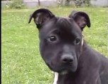 Staffordshire Bull Terriers pup
