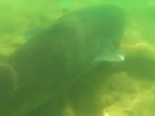 Silure underwater, Saint Cassien