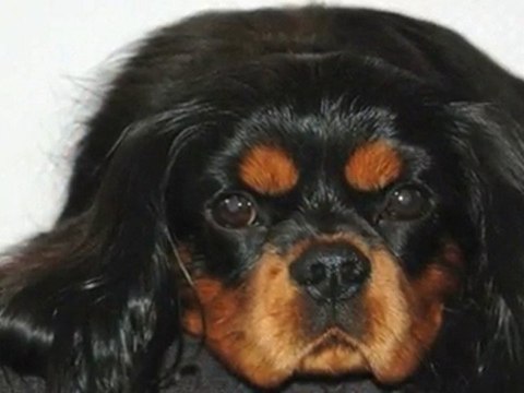 Hundeklipper Sjælland Holbæk Tid til forkælelse, ...