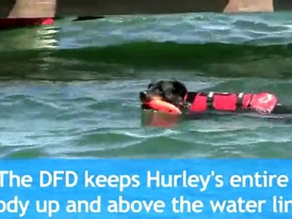 Dog Life Vests, Dog Life Jackets, Dog Life Preserver, Dog P