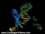 Carl Sagan Videos: Carl Sagan on DNA