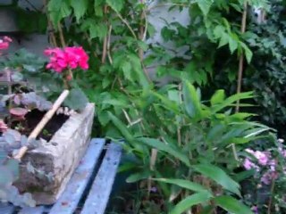 mesdames et messieurs...ma cour