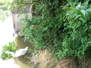 mesdames et messieurs...ma cour !