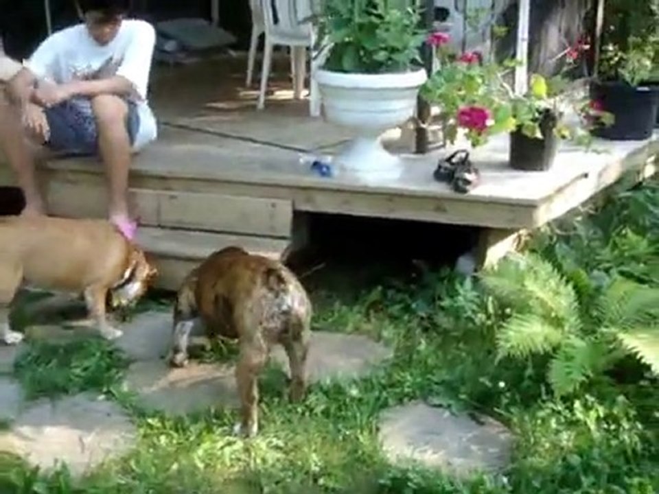 Bulldogs anglais Romeo et Juliette 2ansapres