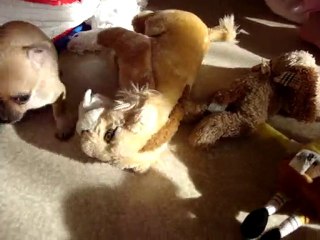 CHIHUAHUA  + 1 MOIS  (vidéo 2)