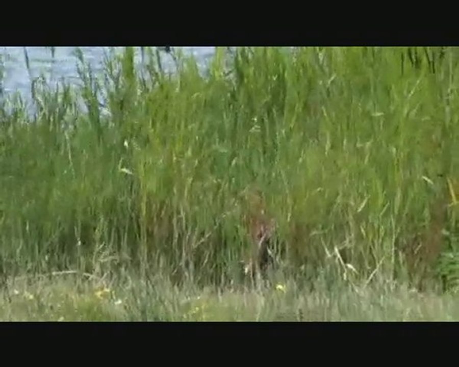 video parc marquenterre