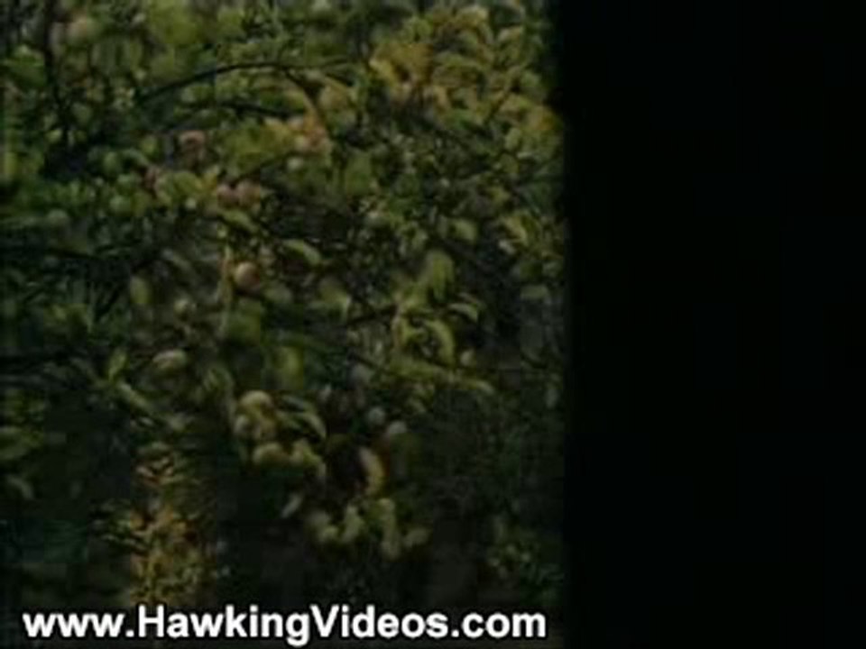Stephen Hawking Videos: Seeing is Believing (Part 3/5)
