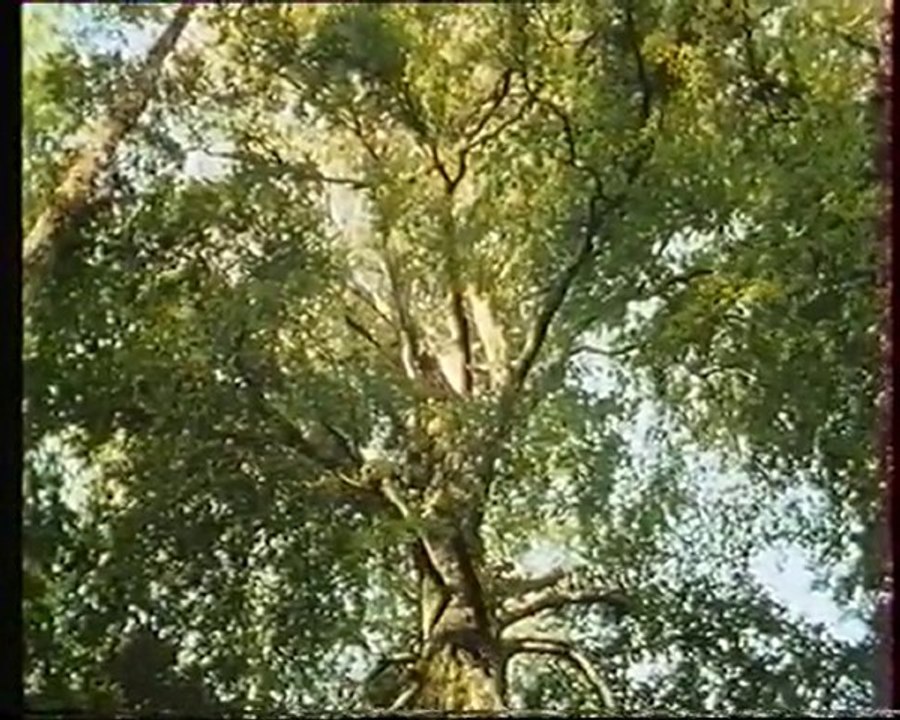 Les inventions de la vie 26 : La graine au bois dormant 2