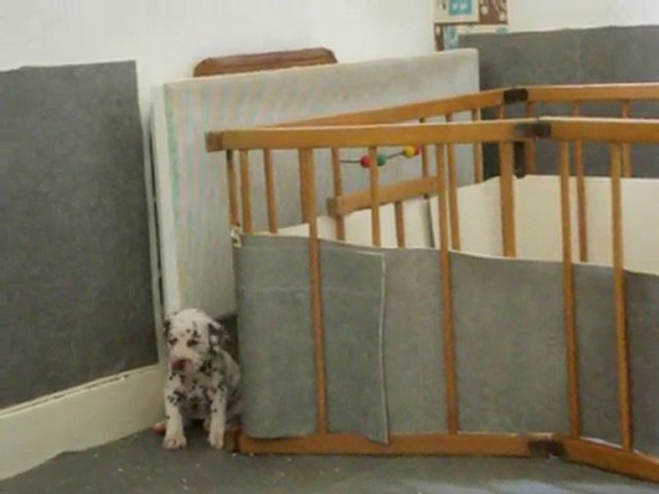 Dalmatiens du lac Amance - Stimulation audio