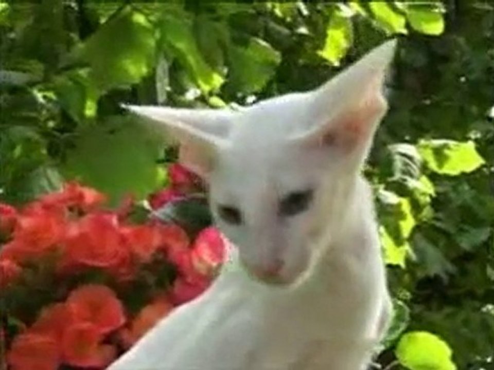 Le Chaton et le Chat -  Vivre avec son chat