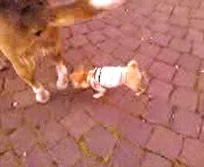 2010(04/17) Big Dog Barking in Italian