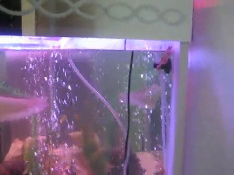 AROWANA'S BEST ATTAC