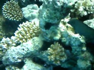 PLonger en Mer rouge 2