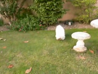 Désiré le bichon frisé