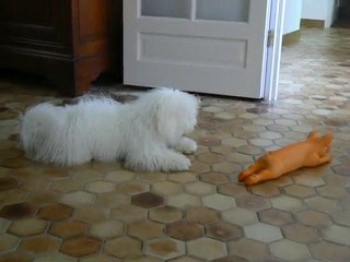 Désiré le bichon frisé