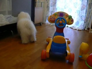 Désiré le bichon frisé