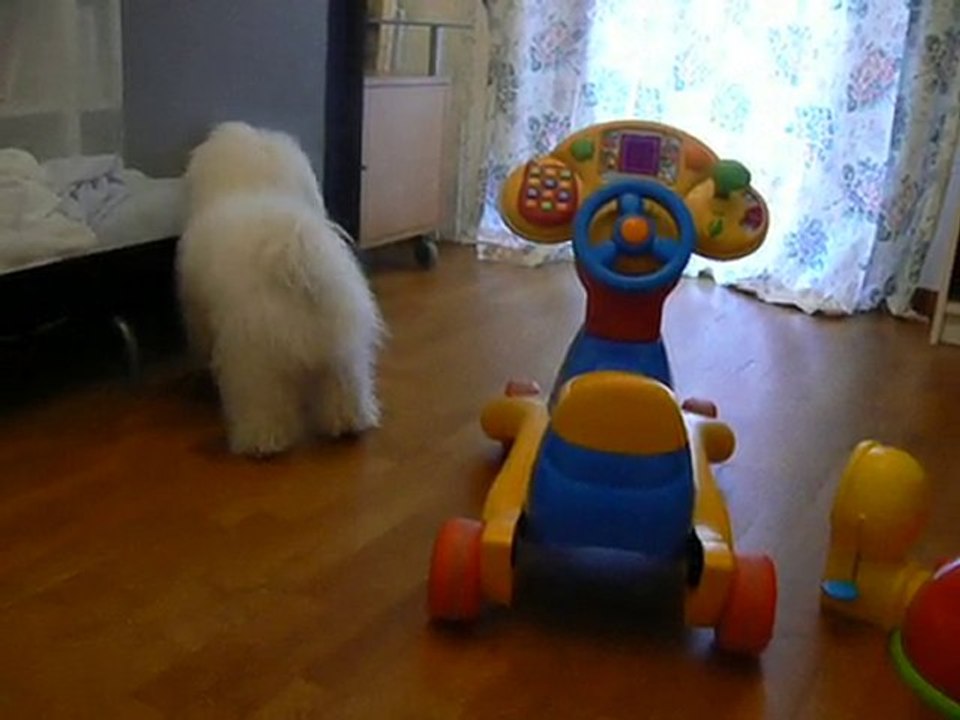Désiré le bichon frisé