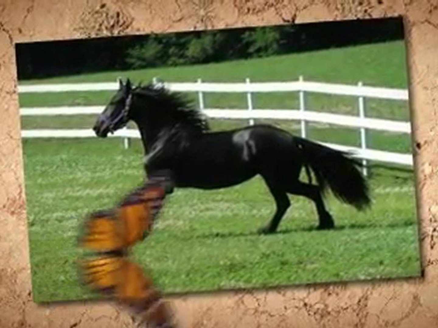 Friesian Horse