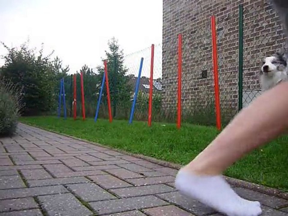 Ilow Blue, Border Collie, 16 mois, slalom droit, agility.