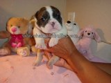 Bulldog Breeders - Bull Dog Puppies For Sale – English Bu