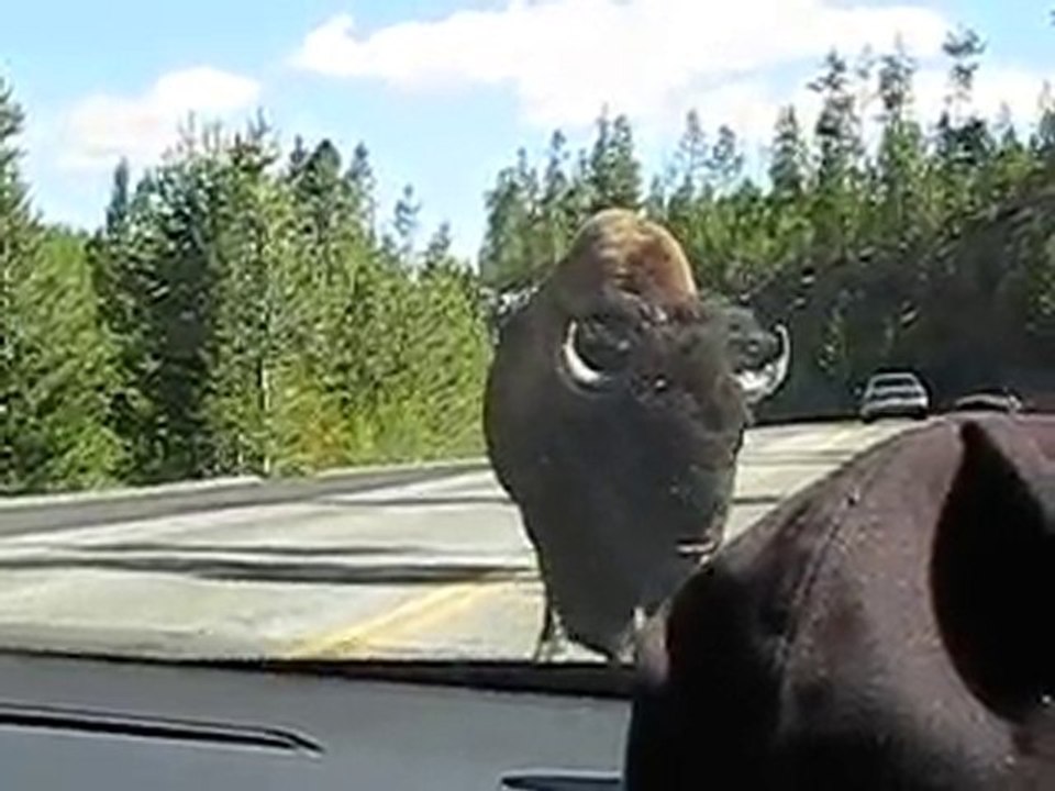 Trés gros l'animal