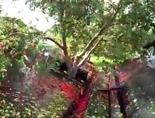 Kiraz Toplama Makinesi