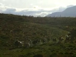 Chiens à l'entrainement en quad