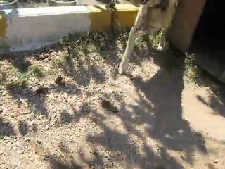 Balıkesir Barınağı Ölüm Kampı-4