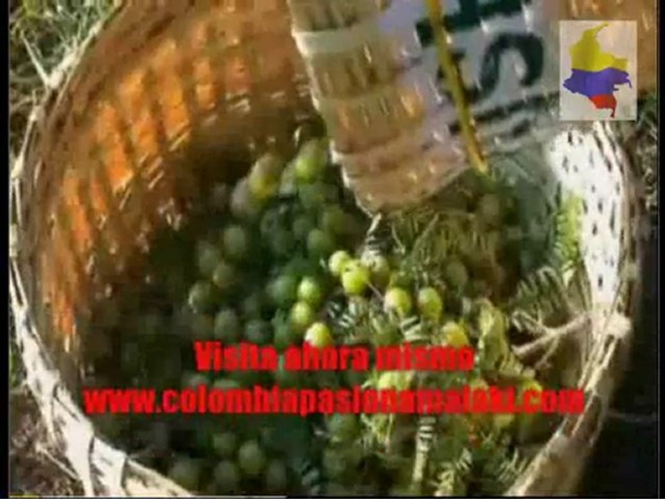 Zrii en Colombia / Zrii las estrellas se Alinean.