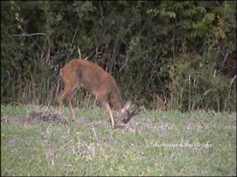 Brocard chevrette et faon