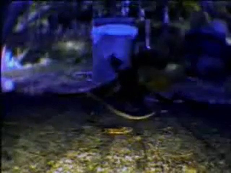 30 tane eşek arısı 30 bin bal arısını nasıl Öldürüyor