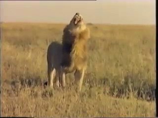 Aslan Saldırıları