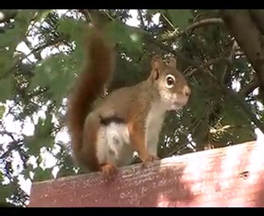 madame écureuil fait la causette