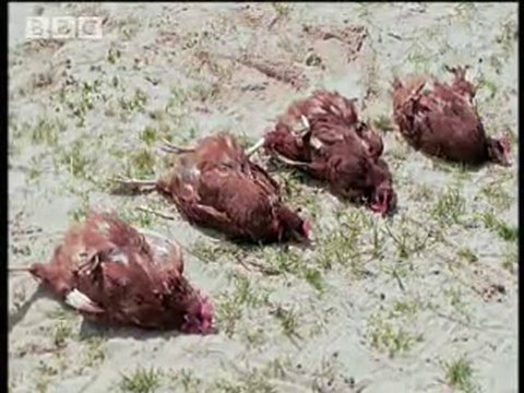 Harika gösteri - Transa Geçen Hayvanlar