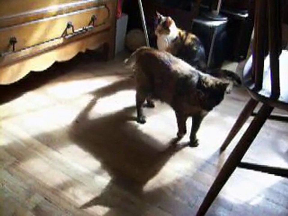 Noisette et Figaro 01