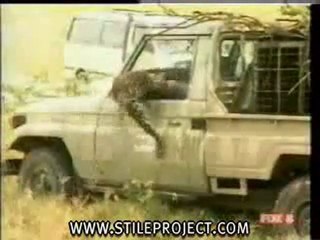 Leoparla saka olmaz